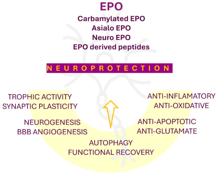 Personalized Therapeutic Advances in Erythropoietin Signaling: From Anemia Management to Extensive Clinical Applications.