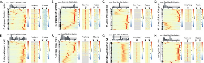 Implications of Endogenous Small Regulatory RNAs Survey in Mollusks on Gene Silencing Approaches