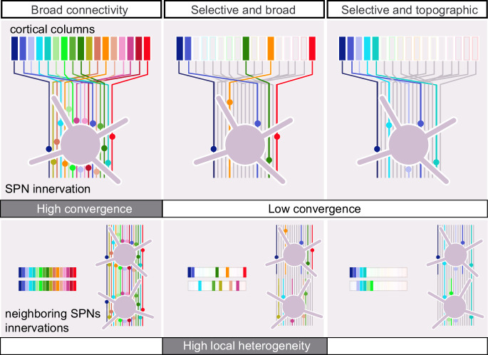 Sparse innervation and local heterogeneity in the vibrissal corticostriatal projection.