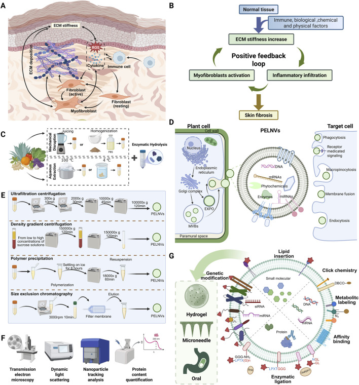 Traditional Chinese medicine derived exosome-like nanovesicles in wound repair and skin regeneration.