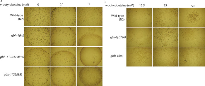 Biallelic variants in BBOX1 cause L-Carnitine deficiency and elevated γ-butyrobetaine.