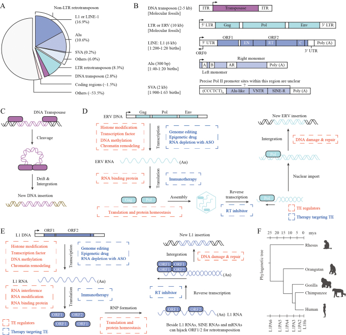Transposable elements in health and disease: Molecular basis and clinical implications.