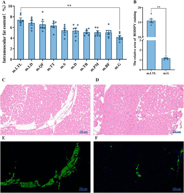 Integrated HS-SPME-GC/MS and RNA sequencing analysis reveals metabolic differences of flavor compounds of muscle tissues with different intramuscular fat contents from Tibetan sheep.