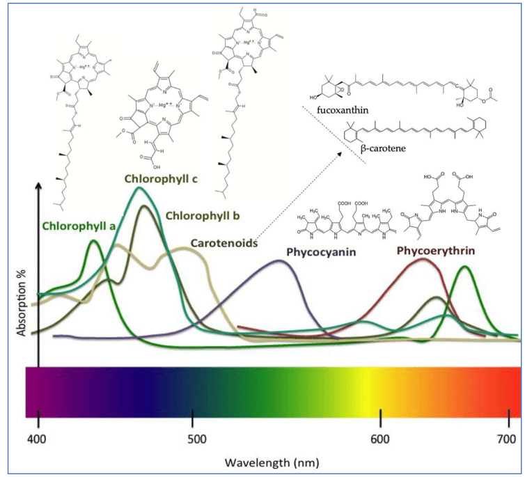 Recent Advances on Seaweed-Derived Pigments for FoodApplication and Current Legal Framework.