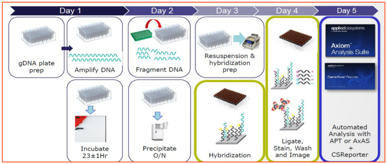 Evaluation of the Effectiveness of Single-Nucleotide Polymorphisms Versus Microsatellites for Parentage Verification in Horse Breeds.