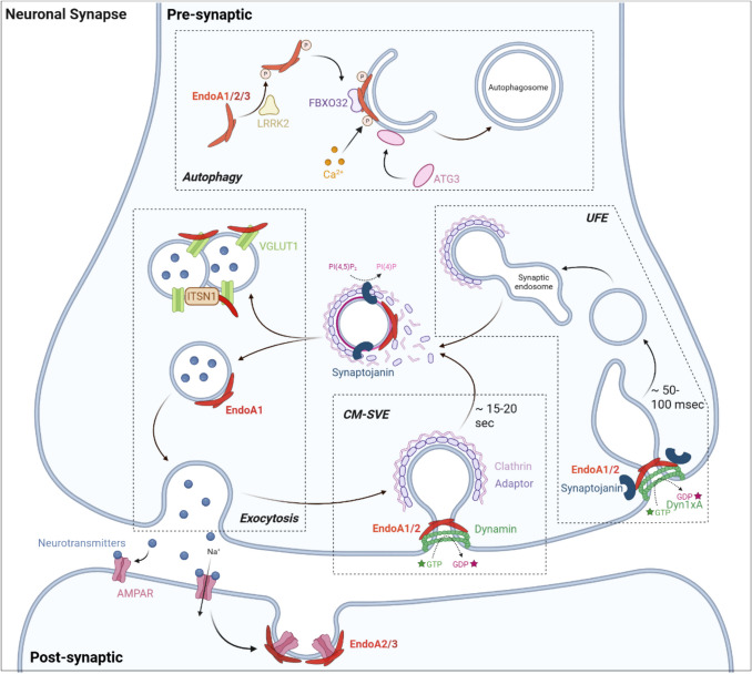 Bending the boundaries: the many facets of endophilin-As from membrane dynamics to disease.