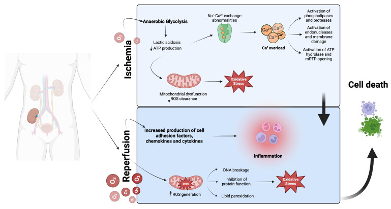 Exploring the Immunological Landscape of Ischemia/Reperfusion Injury and Graft Rejection in Kidney Transplantation: Shared Mechanisms and Insights.