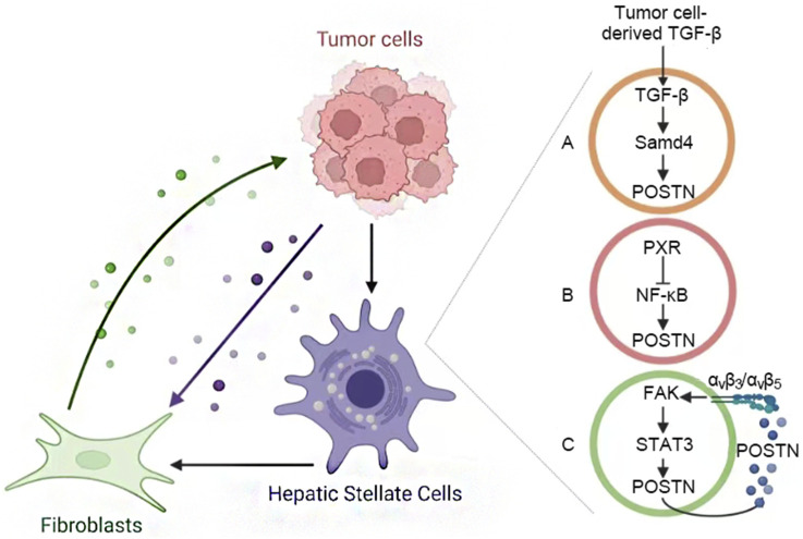 Periostin-integrin signaling in hepatocellular carcinoma: from biological function to clinical application.