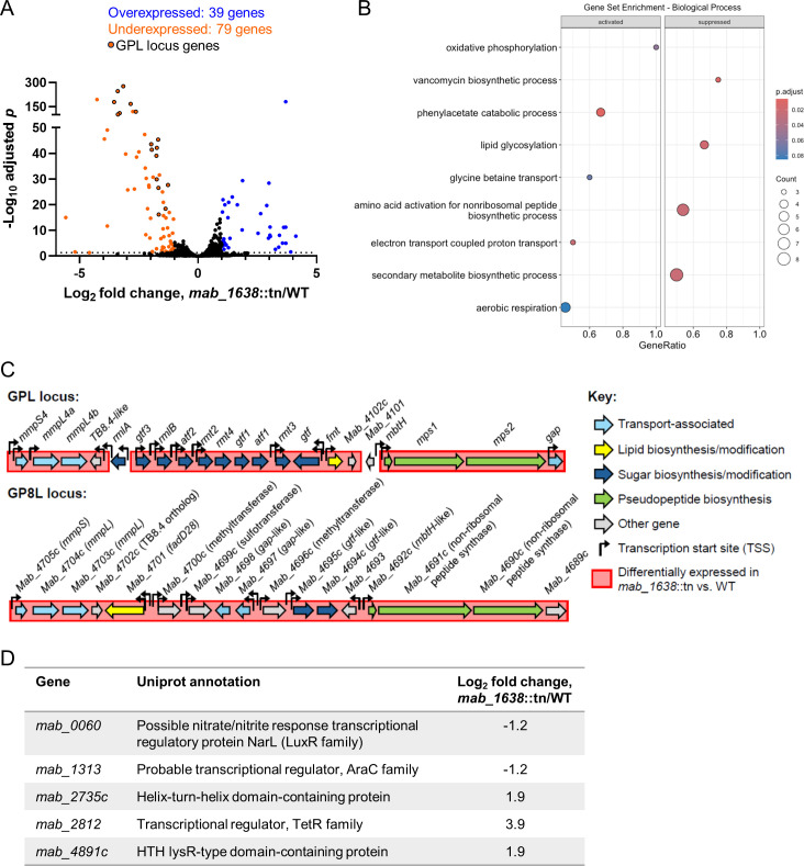 GplR1, an unusual TetR-like transcription factor in <i>Mycobacterium abscessus,</i> controls the production of cell wall glycopeptidolipids, colony morphology, and virulence.