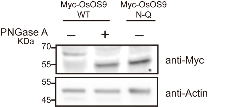 Verification of N-Linked Glycosylation of Proteins Isolated from Plant or Mammalian Cell Lines Using PNGase Enzyme.