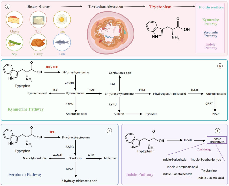 Advanced Electrochemical Sensors for Rapid and Sensitive Monitoring of Tryptophan and Tryptamine in Clinical Diagnostics.