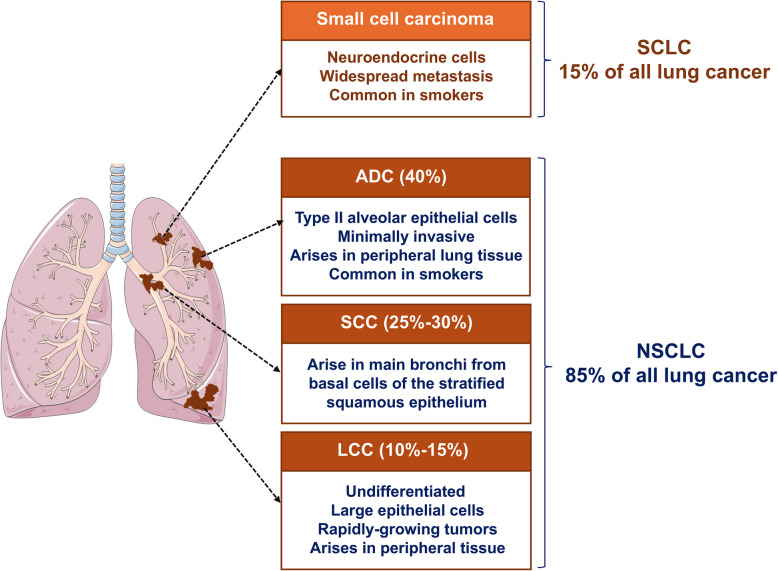 Unraveling the molecular-pathological characteristics and cellular complexity of the tumor immune microenvironment in metastatic non-small cell lung cancer.