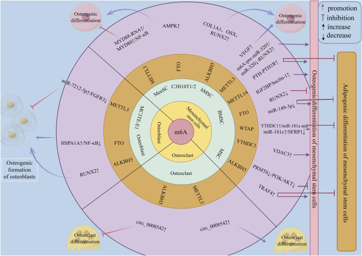 m6A: a novel strategy for osteoporosis treatment.