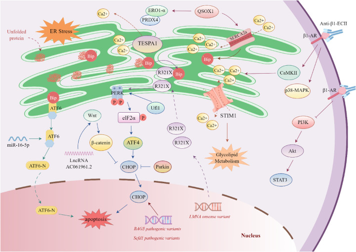 Endoplasmic reticulum stress in cardiomyopathies: from the unfolded protein response to therapeutic opportunities.