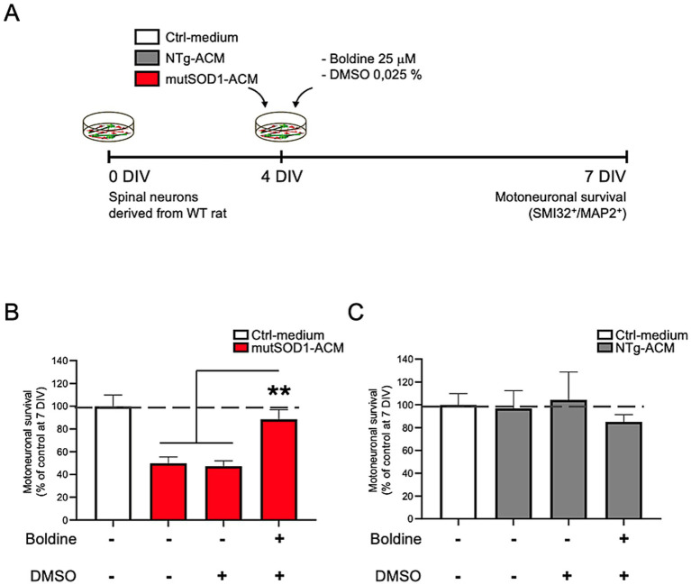 Boldine as a neuroprotective agent against motor neuron degeneration in models of amyotrophic lateral sclerosis.