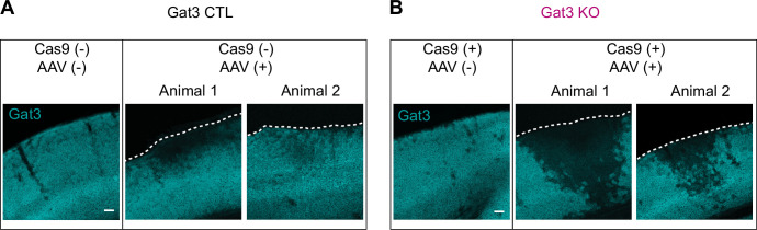 Astrocytic modulation of population encoding in mouse visual cortex via GABA transporter 3 revealed by multiplexed CRISPR/Cas9 gene editing.