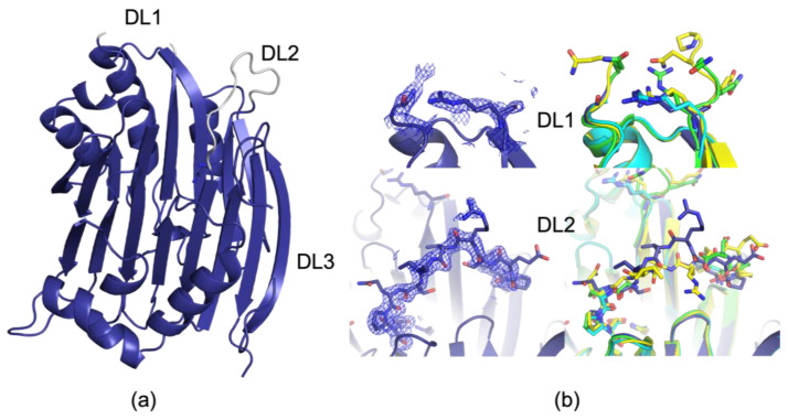 Multi-Temperature Crystallography of S-Adenosylmethionine Decarboxylase Observes Dynamic Loop Motions.