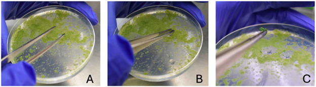 CRISPR/Cas9-Induced Targeted Mutagenesis of the Moss <i>Physcomitrium patens</i> by Particle Bombardment-Mediated Transformation.
