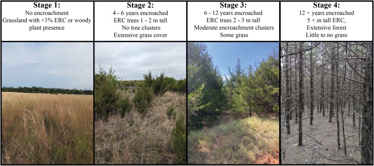 Tick infestation of birds in grasslands experiencing woody plant encroachment in the United States Great Plains.