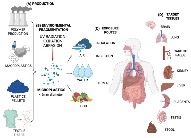 Polyethylene Microplastics and Human Cells: A Critical Review.