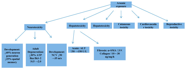 Toxicology of Airborne Inorganic Arsenic: Oxidative Stress, Molecular Mechanisms, and Organ-Specific Pathologies.