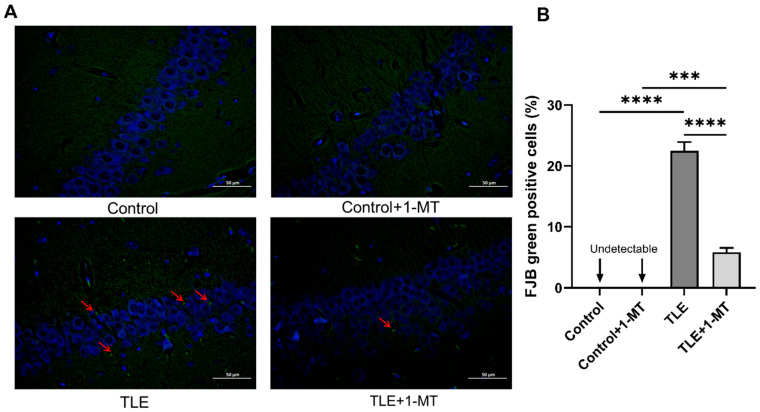 IDO Activation Affects BDNF/TrkB Signaling Pathway, Oxidative Stress, and Mitochondrial Enzymatic Activities in Temporal Lobe Epilepsy.