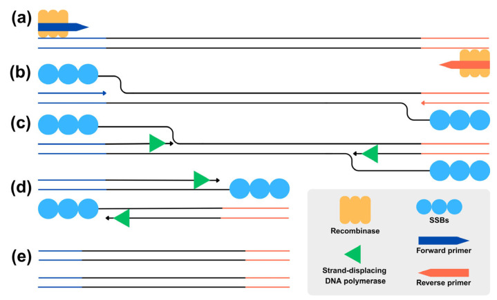 Development of Reverse Transcriptase Recombinase Polymerase Amplification Combined with Lateral Flow Dipstick for Rapid Detection of Tilapia Lake Virus (TiLV): Pilot Study.
