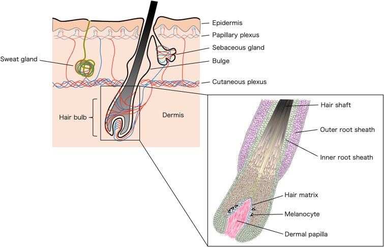 Recent advances in understanding of radiation-induced skin tissue reactions with respect to acute tissue injury and late adverse effect.