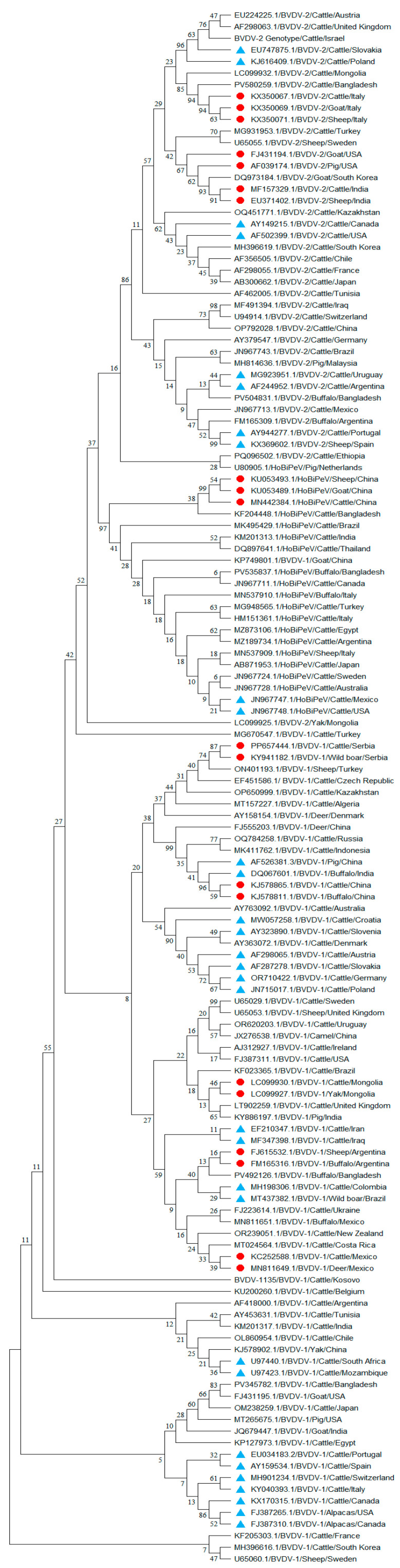 A Critical Review of Bovine Viral Diarrhea Virus: Spotlights on Host Plasticity and Potential Spillover Events.