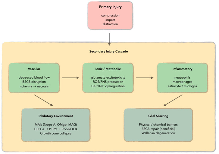 A Review of the Potential Use of Antioxidants in Spinal Cord Injuries.