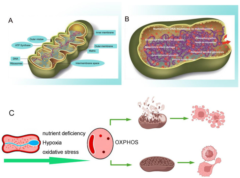 The Diverse Roles of Mitochondria in Regulating Cancer Metastasis.