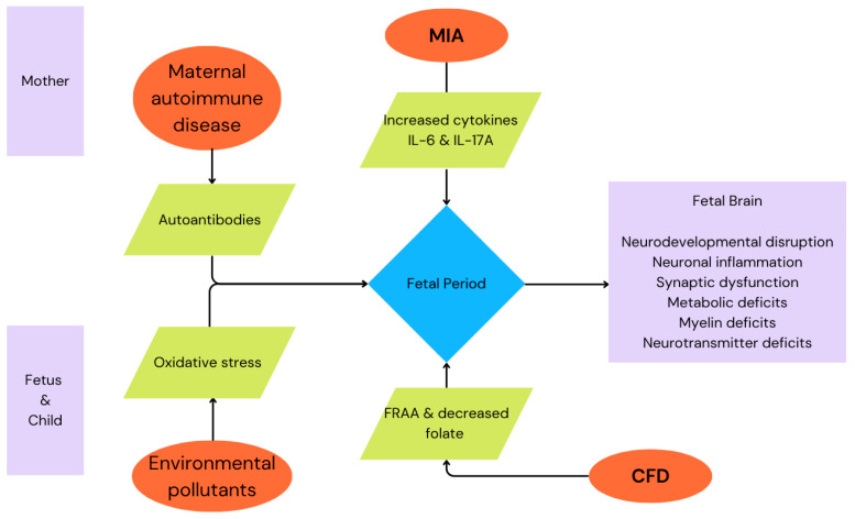 Neurodevelopmental Impact of Maternal Immune Activation and Autoimmune Disorders, Environmental Toxicants and Folate Metabolism on Autism Spectrum Disorder.