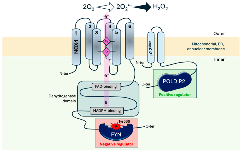 The Dual Role of NOX4 in Cardiovascular Diseases: Driver of Oxidative Stress and Mediator of Adaptive Remodeling.