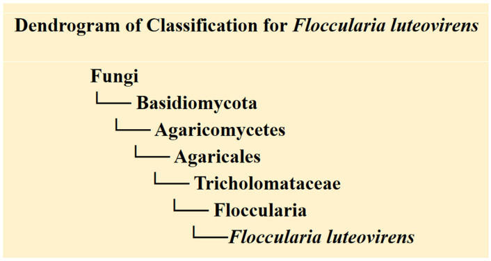 Research Progress on Nutritional Components, Functional Active Components, and Pharmacological Properties of <i>Floccularia luteovirens</i>.