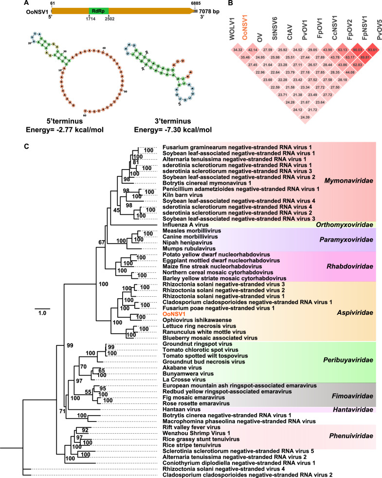 Molecular characterization of four novel mycoviruses in entomopathogenic and nematophagous fungi.