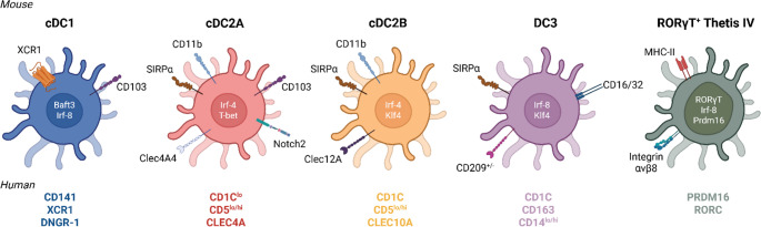 Crosstalk between the microbiota and intestinal dendritic cells in IBD.