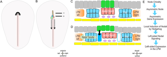 Left-right symmetry breaking: learning from the chicken.