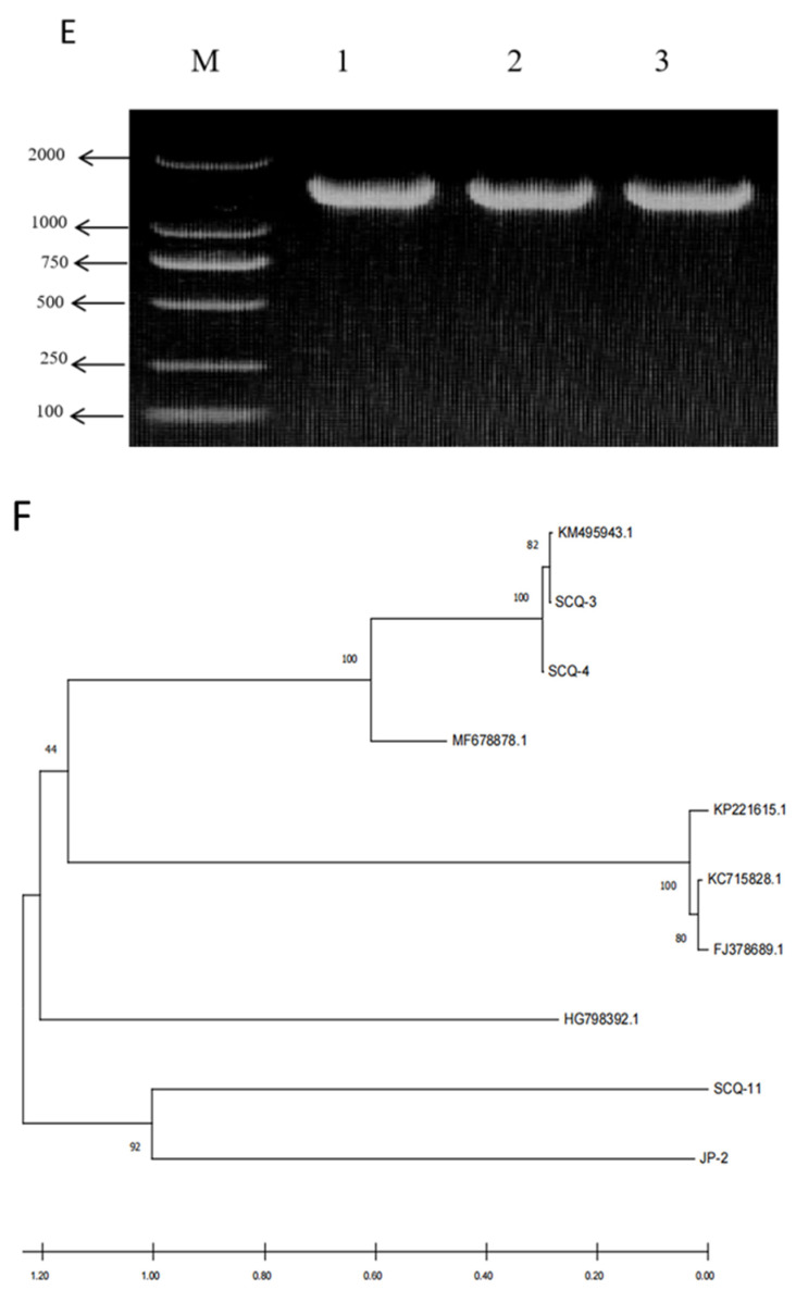 Isolation and Characterization of Vancomycin-Resistant <i>Enterococcus faecium</i> from Cattle: Antimicrobial Resistance, Virulence Genes, and Pathogenicity.
