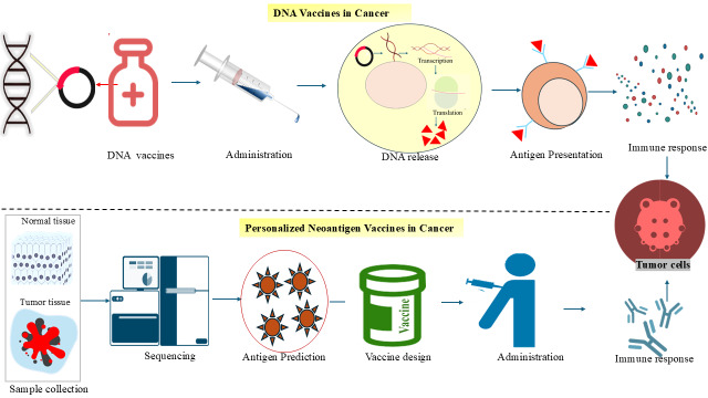 Next-generation cancer vaccines: targeting cryptic and non-canonical antigens for precision immunotherapy.