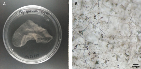 In Vitro Screening of Microbial Extracts Against the Oomycetes <i>Phytophthora capsici</i> and <i>Pythium ultimum</i>.