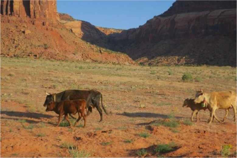 A call for using rangeland-based livestock operations as model systems for studying the movement ecology of terrestrial animals.