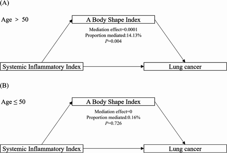 SII and lung cancer in middle-aged and elderly population: the nonlinear connection and the mediating role of ABSI.