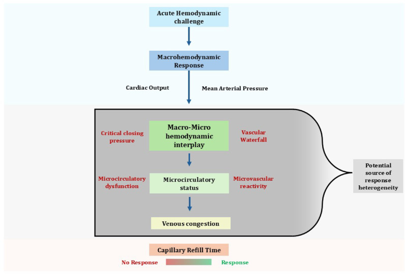 The intricate relationship between capillary refill time and systemic hemodynamics in septic shock.