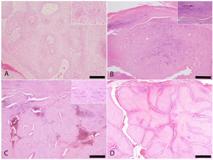 Pathological and Molecular Characterization of <i>Avipoxvirus</i> Infection in <i>Burhinus oedicnemus</i> in the Canary Islands.