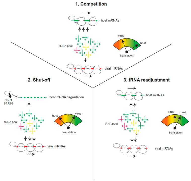 Codon Usage Bias in Human RNA Viruses and Its Impact on Viral Translation, Fitness, and Evolution.