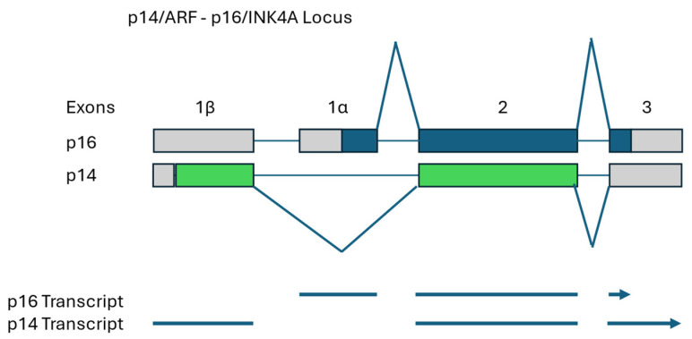Comparative Genetics of Canine and Human Cancers.