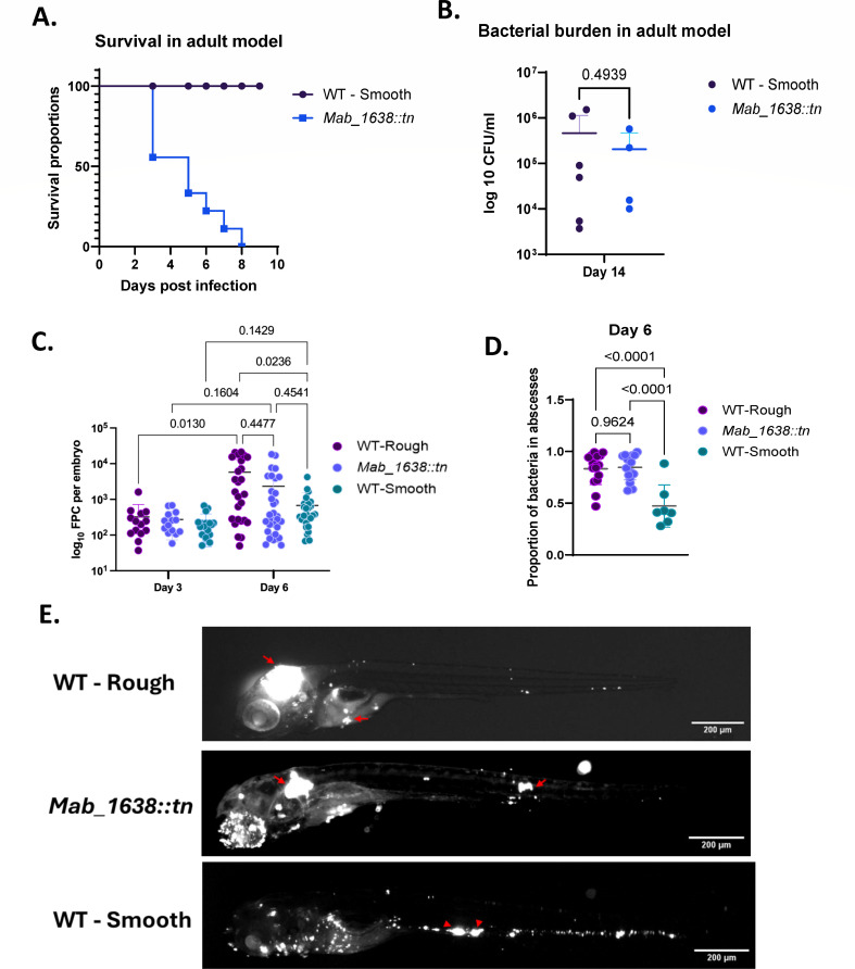 GplR1, an unusual TetR-like transcription factor in <i>Mycobacterium abscessus,</i> controls the production of cell wall glycopeptidolipids, colony morphology, and virulence.