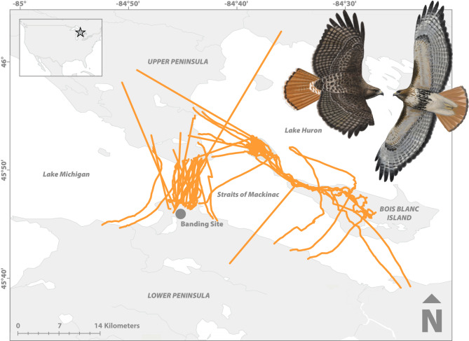 Crossing the Straits of Mackinac: over-water uplift, wind support and low wind speed facilitates water crossings by a soaring migrant during pre-breeding spring migration.
