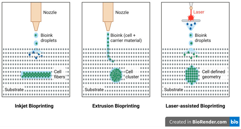 Bioprinted Scaffolds for Biomimetic Applications: A State-of-the-Art Technology.
