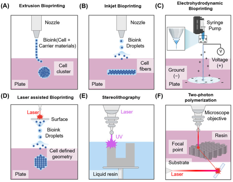 3D Bioprinted Neural Tissues: Emerging Strategies for Regeneration and Disease Modeling.